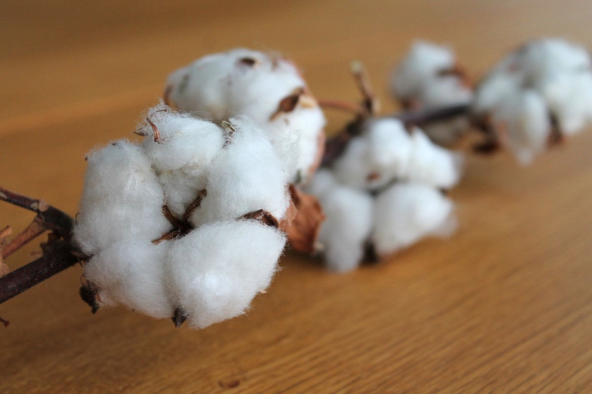 Better Cotton fordert Abschaffung von Pestiziden