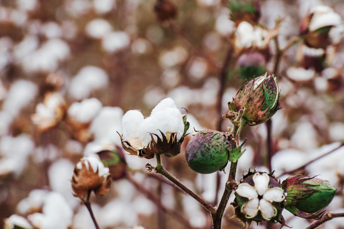 International Cotton Conference: Anmeldung startet