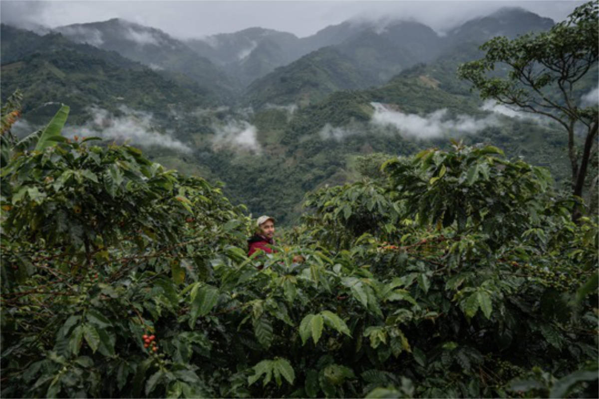 Fair Trade: Mehr Umsatz, weniger Absatz